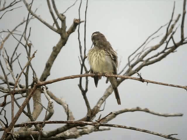 Variegated Flycatcher - ML201960701