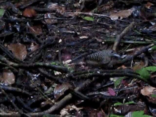 Fasciated Antshrike - ML201960741