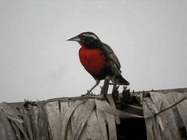 Peruvian Meadowlark - ML201960771