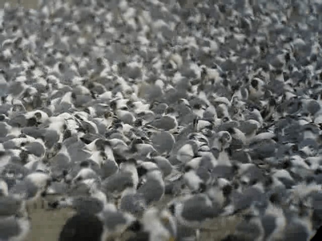 Franklin's Gull - ML201960781