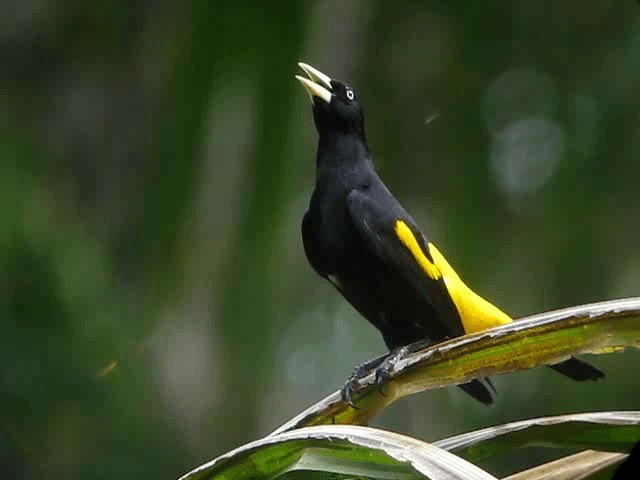 Cacique Lomiamarillo (amazonía) - ML201960801