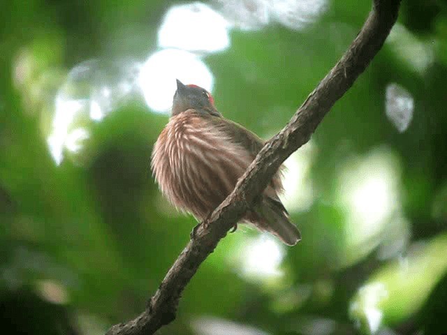 Striolated Manakin - ML201960861