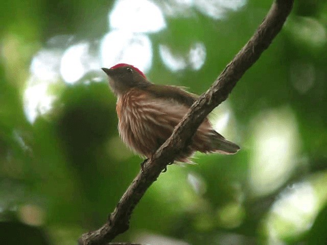 Striolated Manakin - ML201960871