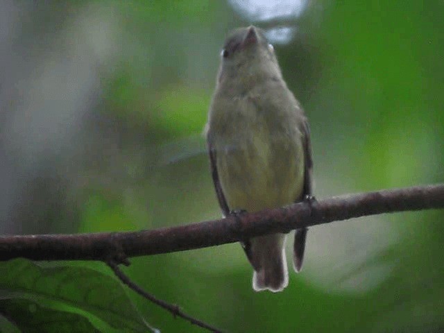 Küçük Sinekçi Manakin - ML201960881