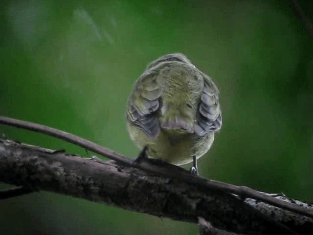 Dwarf Tyrant-Manakin - ML201960891