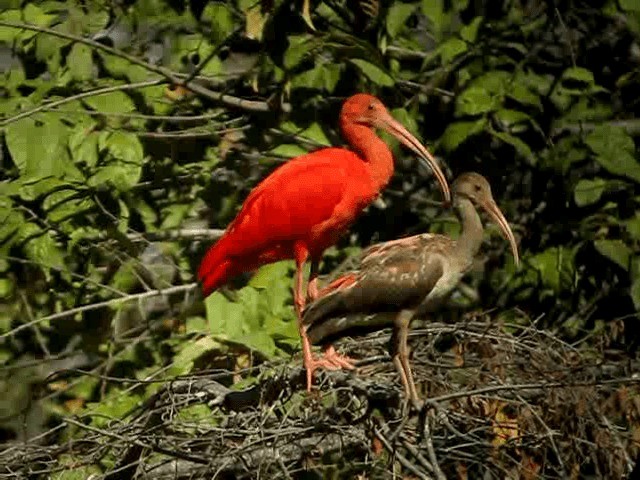 ibis rudý - ML201960931
