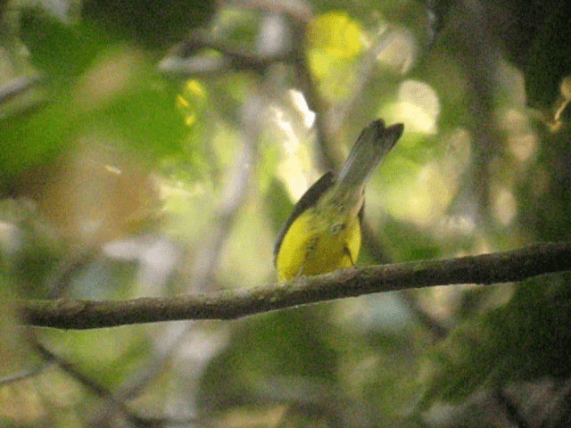 Paria Redstart - ML201960951