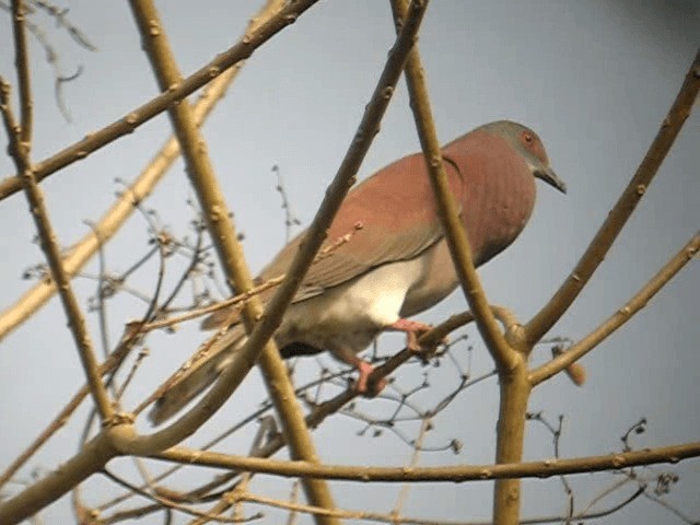 Рыжспинный голубь - ML201961041