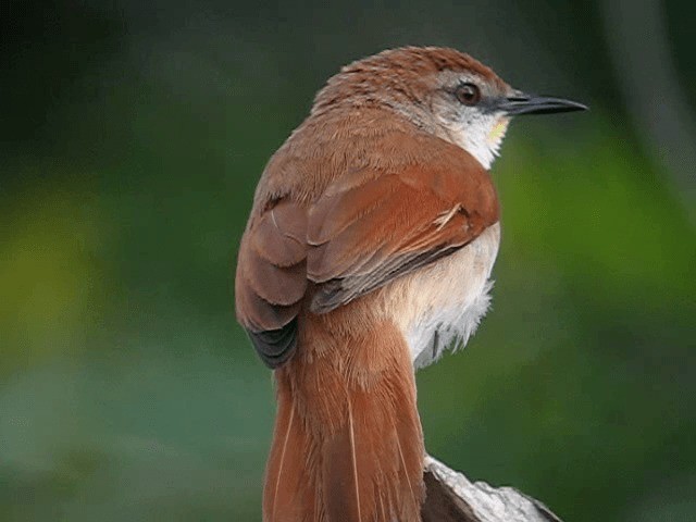 Yellow-chinned Spinetail - ML201961051