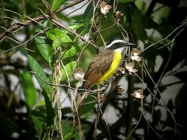 Lesser Kiskadee - ML201961081