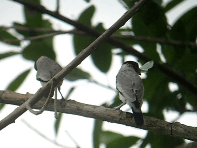 Black-crowned Tityra - ML201961151