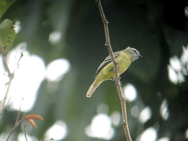 Yellow-crowned Tyrannulet - ML201961201