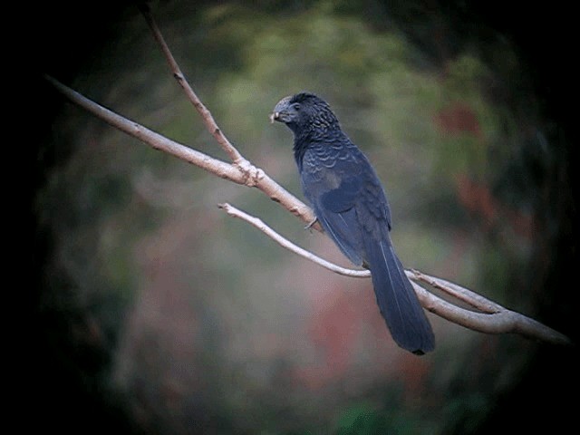 Smooth-billed Ani - ML201961241