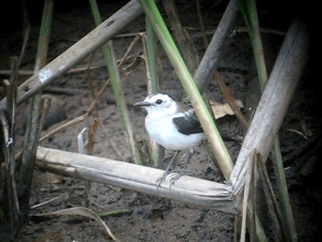 Pied Water-Tyrant - ML201961251