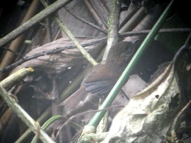 Stripe-breasted Spinetail - ML201961271