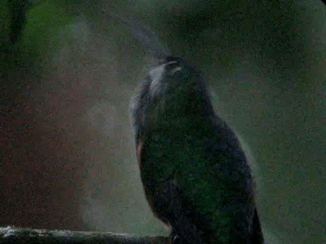 kolibřík lesní - ML201961301
