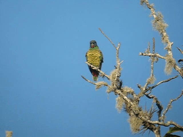 Red-billed Parrot - ML201961351