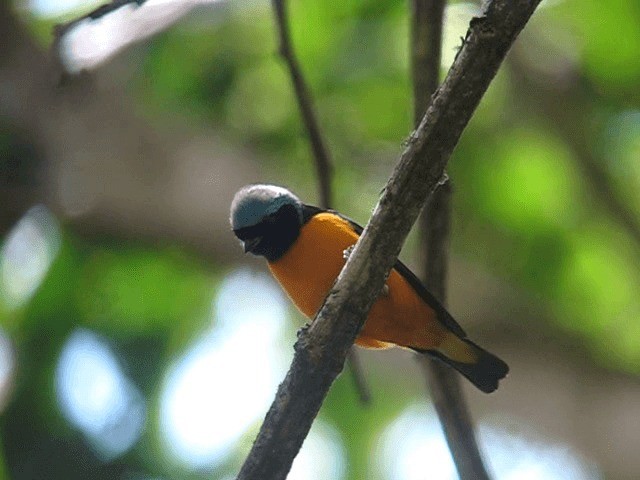Golden-rumped Euphonia - ML201961361
