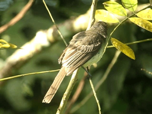 Venezuelan Flycatcher - ML201961471