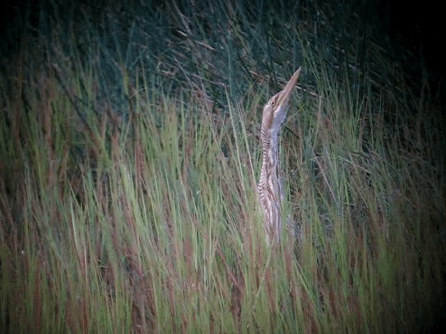 Pinnated Bittern - ML201961481