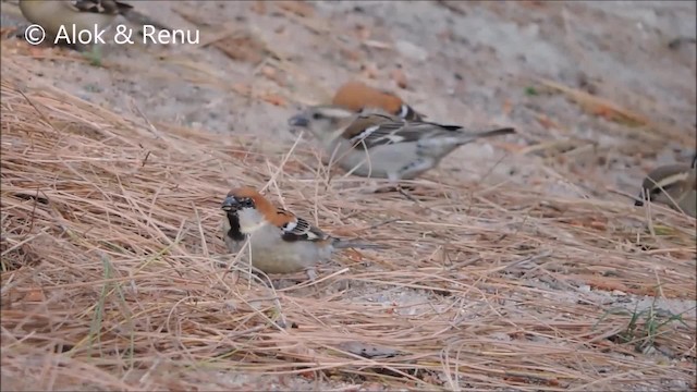 Russet Sparrow - ML201961531