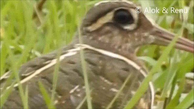 Greater Painted-Snipe - ML201961571