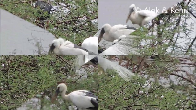 Asian Openbill - ML201961601