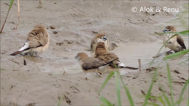 Indian Silverbill - ML201961671