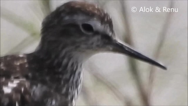 Wood Sandpiper - ML201961691