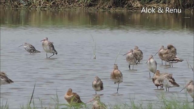 Black-tailed Godwit (limosa) - ML201961761