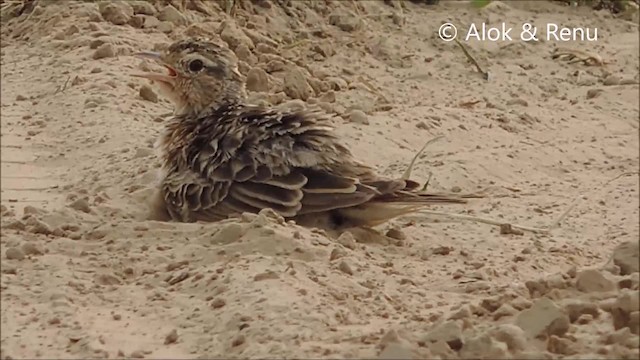 Oriental Skylark - ML201961771