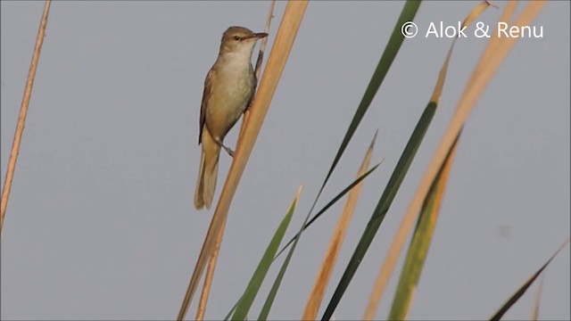 Clamorous Reed Warbler (Brown) - ML201961781