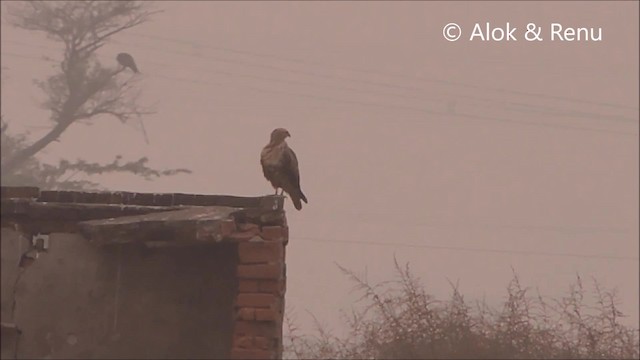 Long-legged Buzzard (Northern) - ML201961791