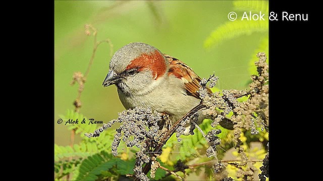 Moineau du Sind - ML201961801
