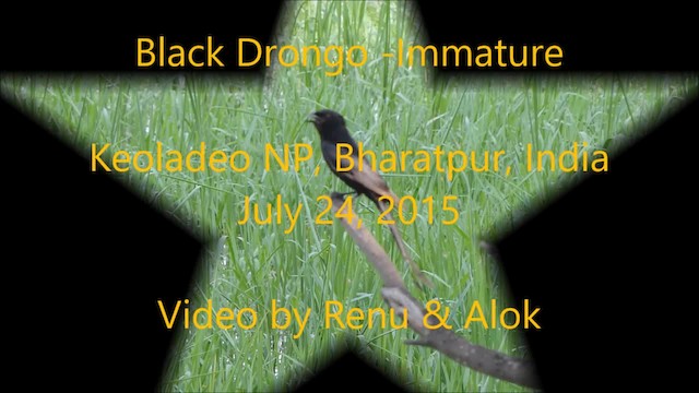 Black Drongo - ML201961851