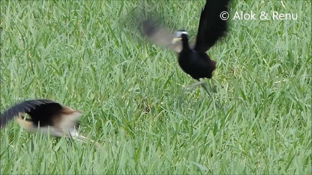 Bronze-winged Jacana - ML201961861