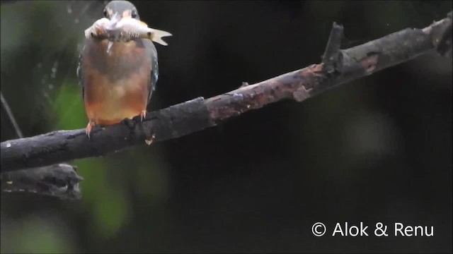 Common Kingfisher (Common) - ML201961931