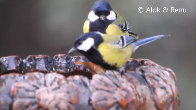 Green-backed Tit - ML201961961