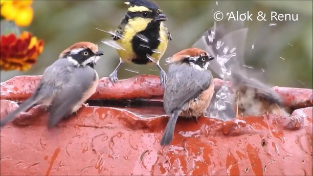 Black-throated Tit (Red-headed) - ML201962011