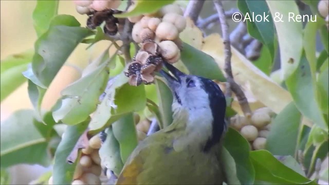 Gray-headed Woodpecker (Black-naped) - ML201962021