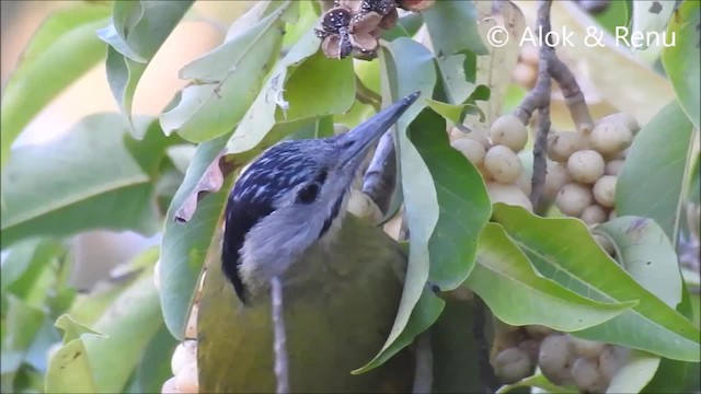 Gray-headed Woodpecker (Black-naped) - ML201962031