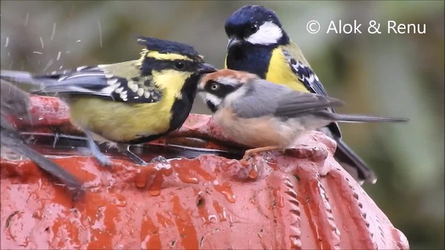 ズアカエナガ（iredalei/rubricapillus） - ML201962041