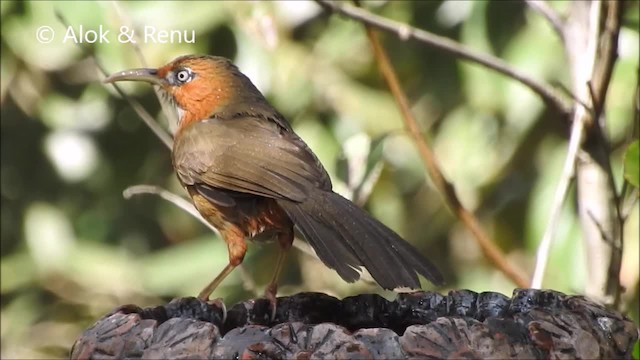 Rusty-cheeked Scimitar-Babbler - ML201962061