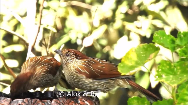 Striated Laughingthrush - ML201962071