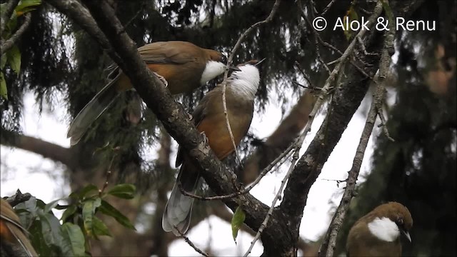 White-throated Laughingthrush - ML201962091