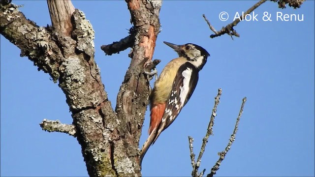 Himalayan Woodpecker - ML201962101
