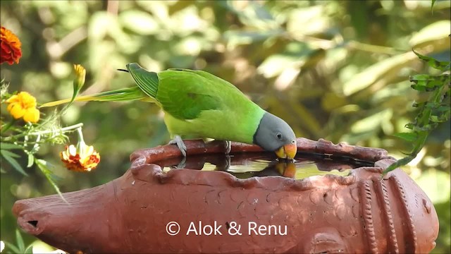 ズグロコセイインコ - ML201962131