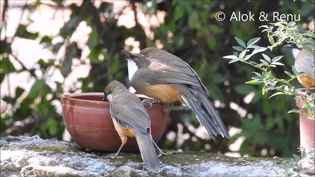 White-throated Laughingthrush - ML201962151