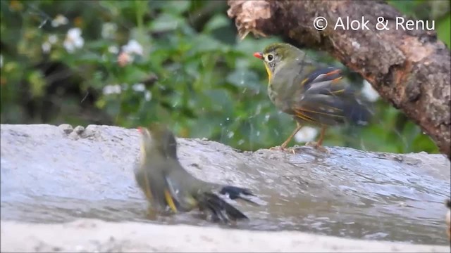 Red-billed Leiothrix - ML201962161