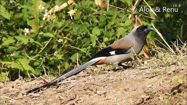 Gray Treepie - ML201962181